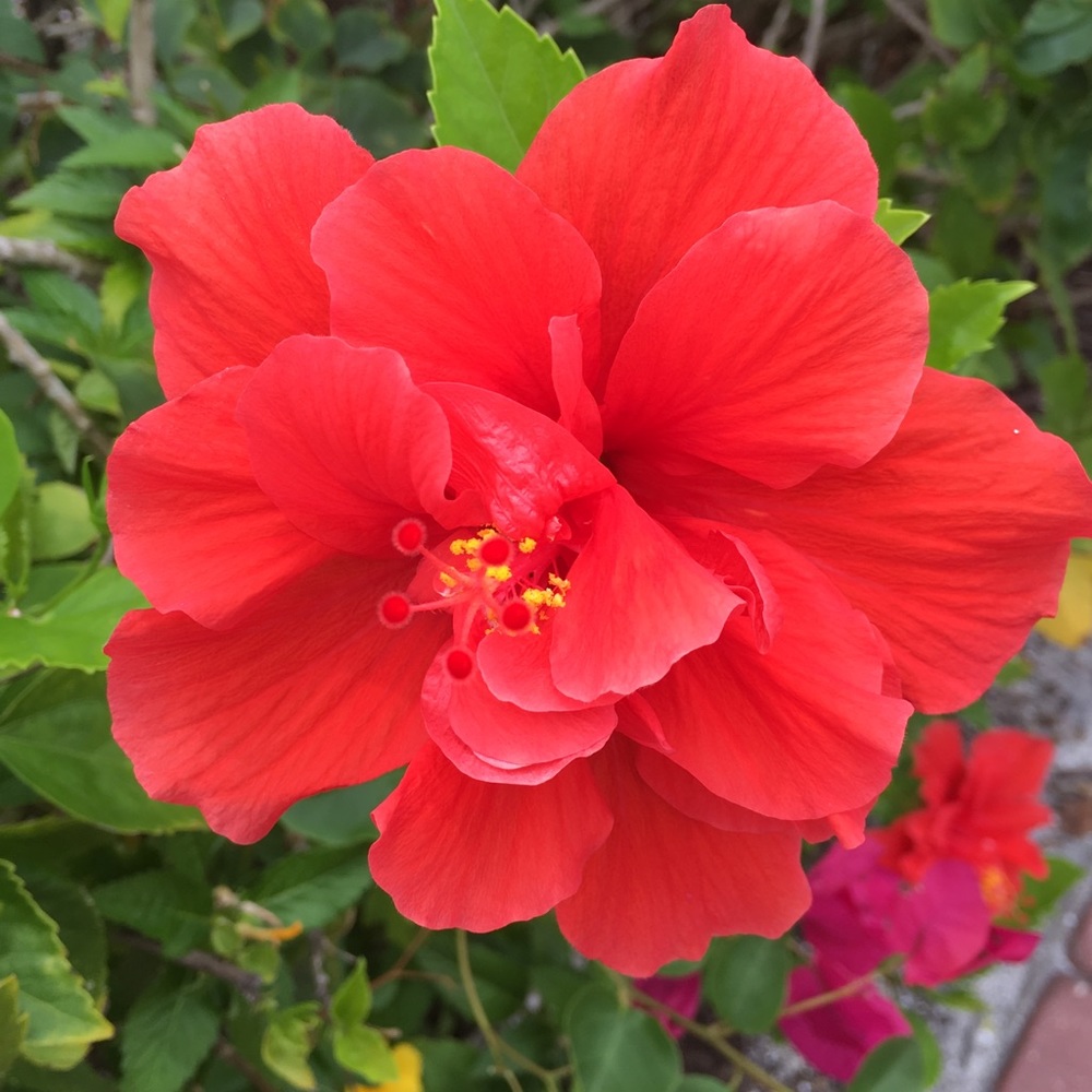 Kris-Posh Ambassador!